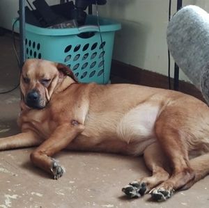 Meet your Posher, Billy